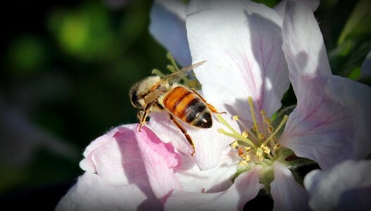 Bloom apple blossom pink photo