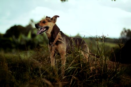 selective focus photo of tan dog on grasses during daytime photo