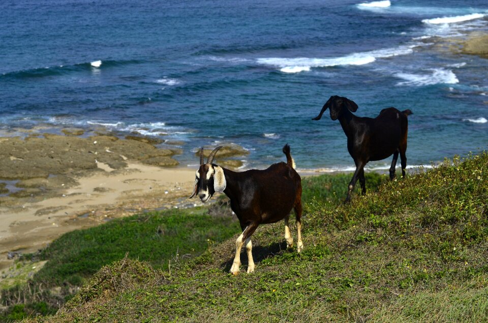 Fauna animal nature