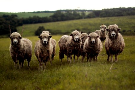 herd of lambs photo