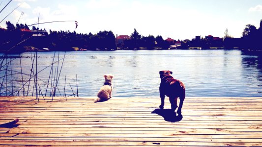 Rinc n de milberg, Argentina, Bichonfrise