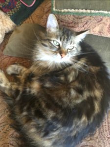 Pillows, Sunlight, Cat