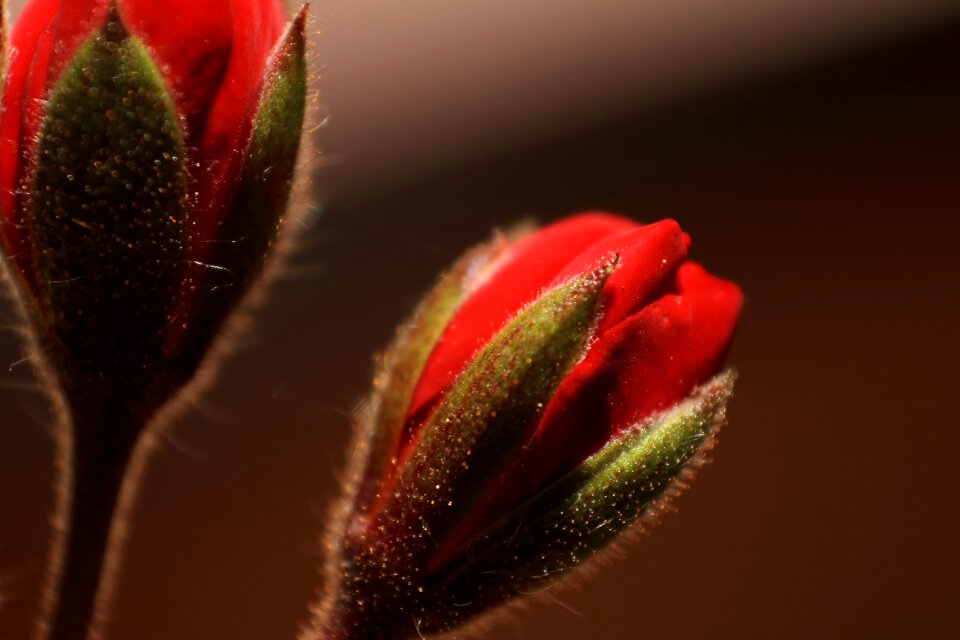 Bloom close up photograph