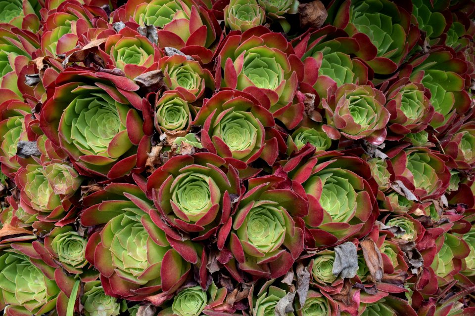 San francisco, United states, Garden