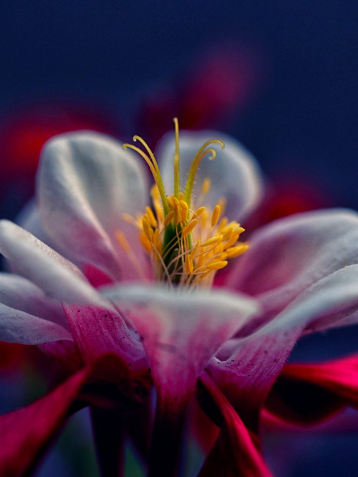 Aquilegia, Nature, Red