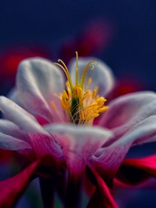Aquilegia, Nature, Red