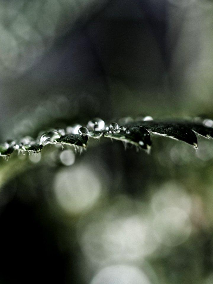 selective focused photo of a watery leaf