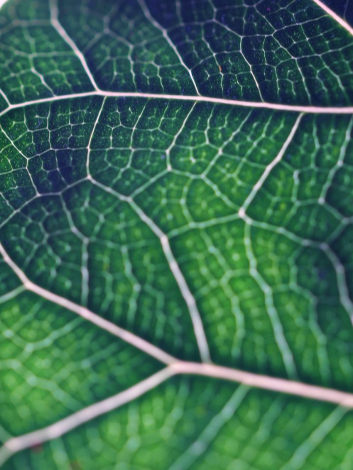 Netherl, 50mm, Nature