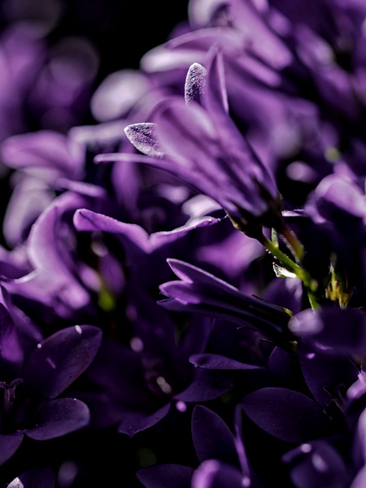 focus photo of purple petaled flower