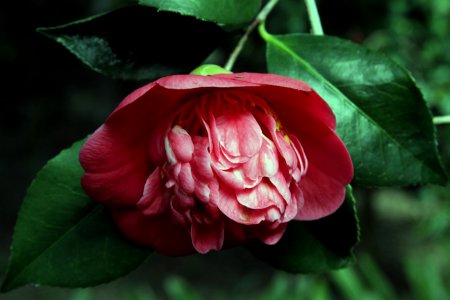 Nature, Pink, Camellia photo