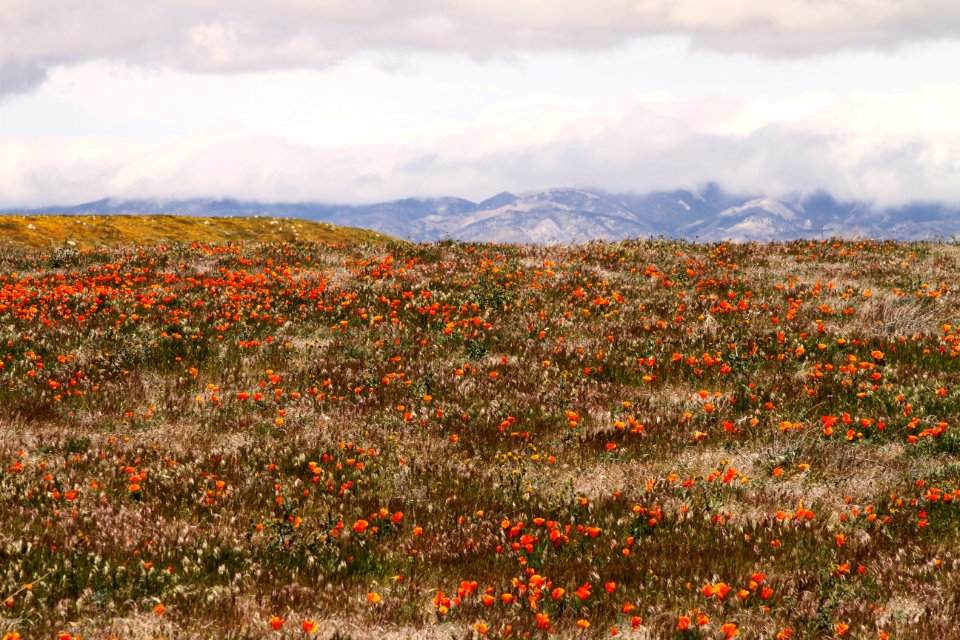 orange flower field near brown mountains under white cloudy sky