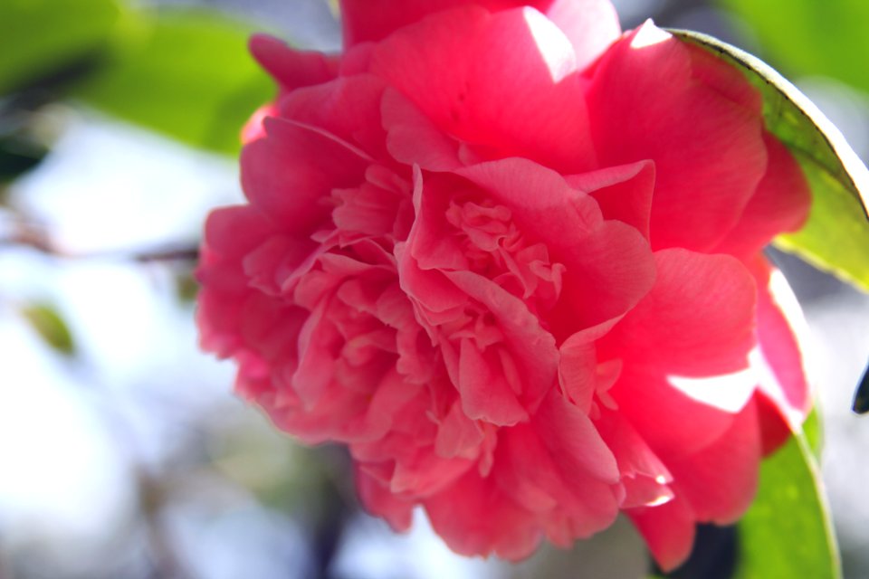 Blooming, Bloom, Nature