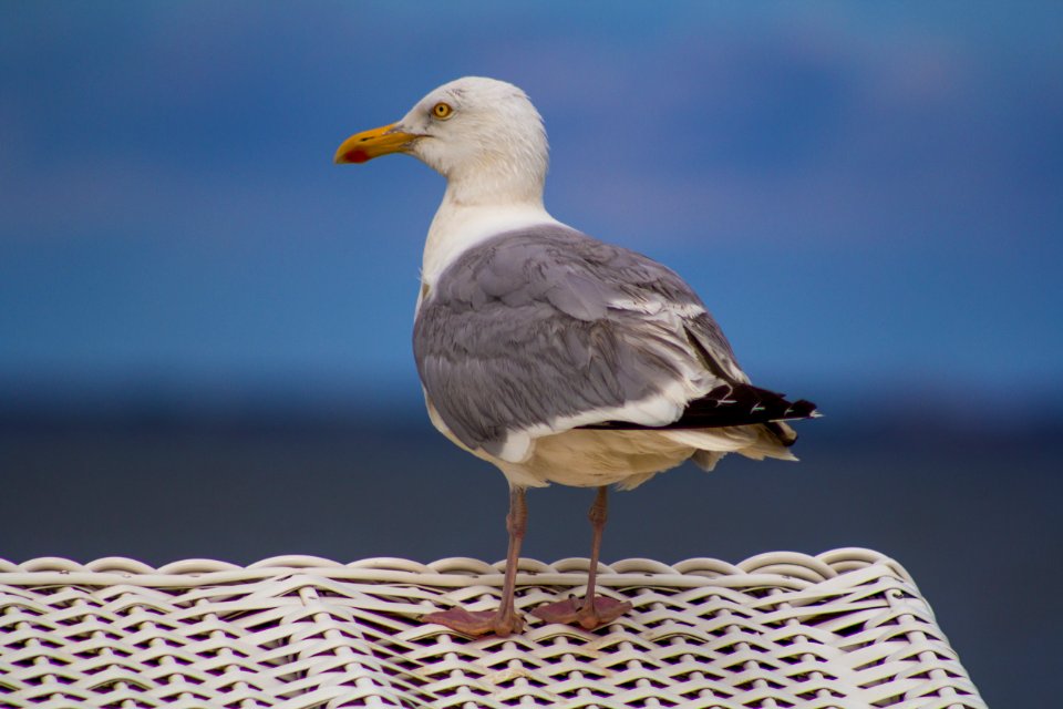 Seaside, Seagull, Bird