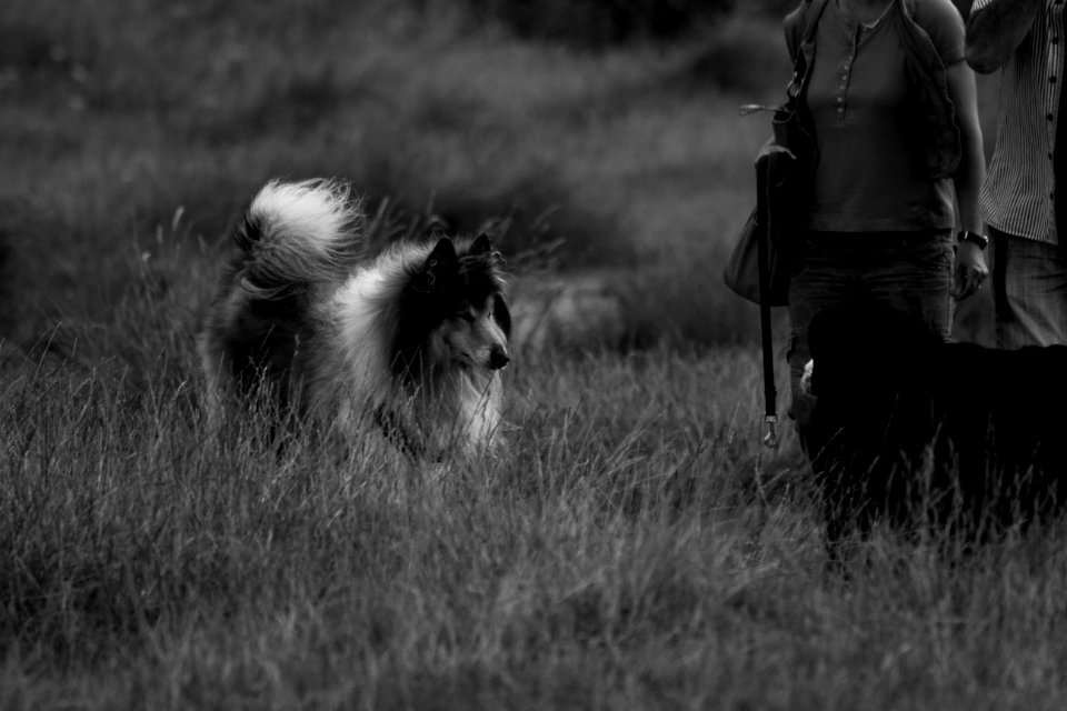 Lassie, Northsea, Dogbeach