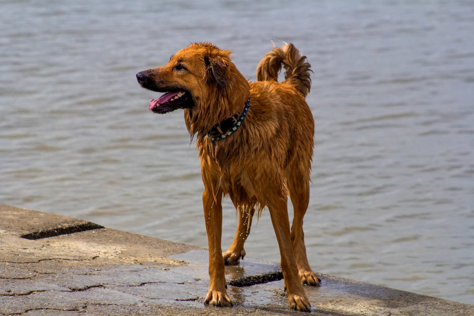Wet, Northsea, Dogbeach