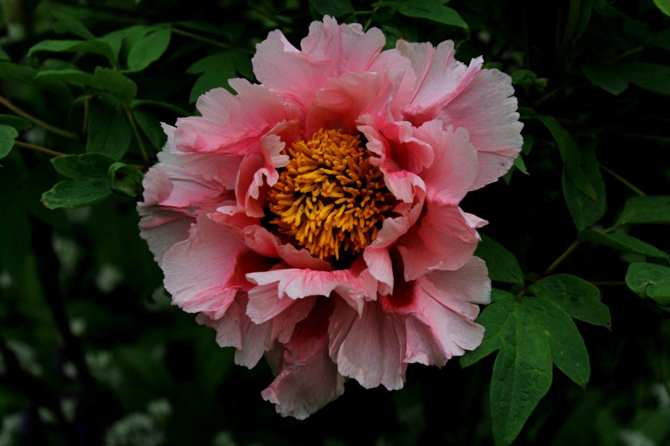 Canon, Blossom, Flower