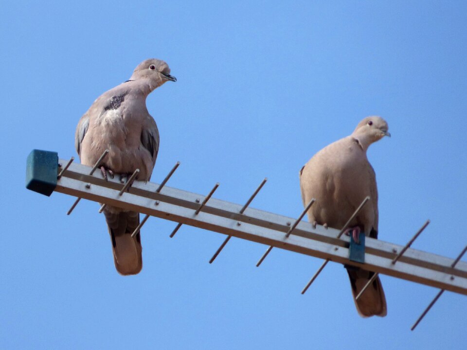 Gesture couple birds