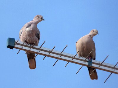 Gesture couple birds