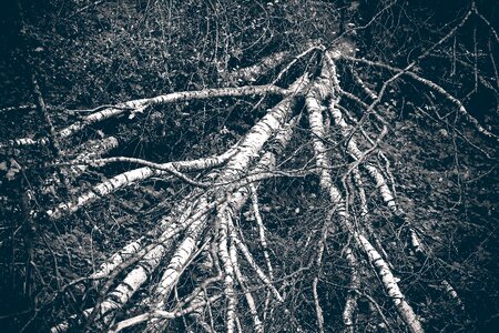 Landscape branch branches mood