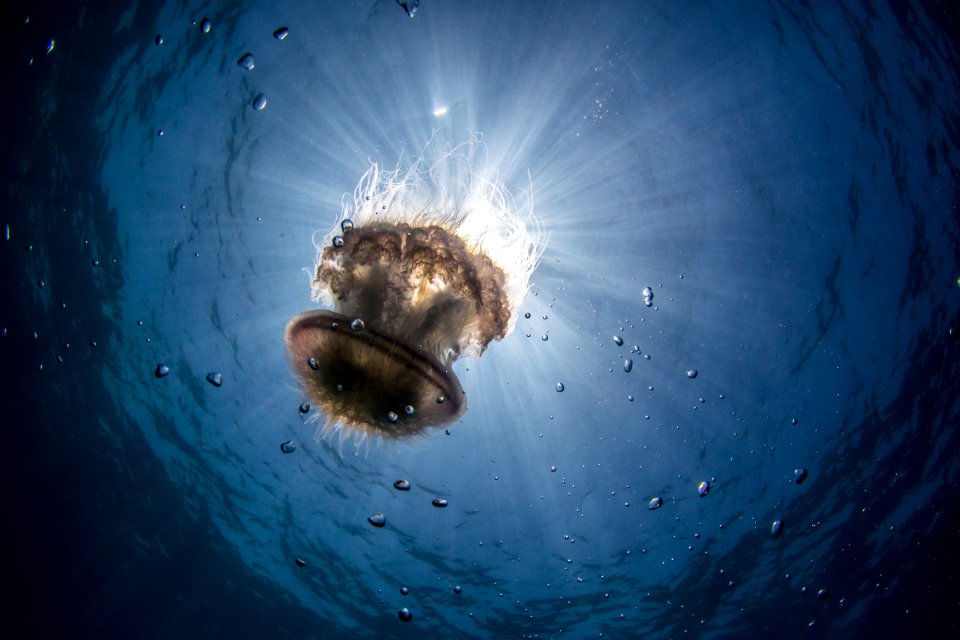 underwater photography of brown jellyfish
