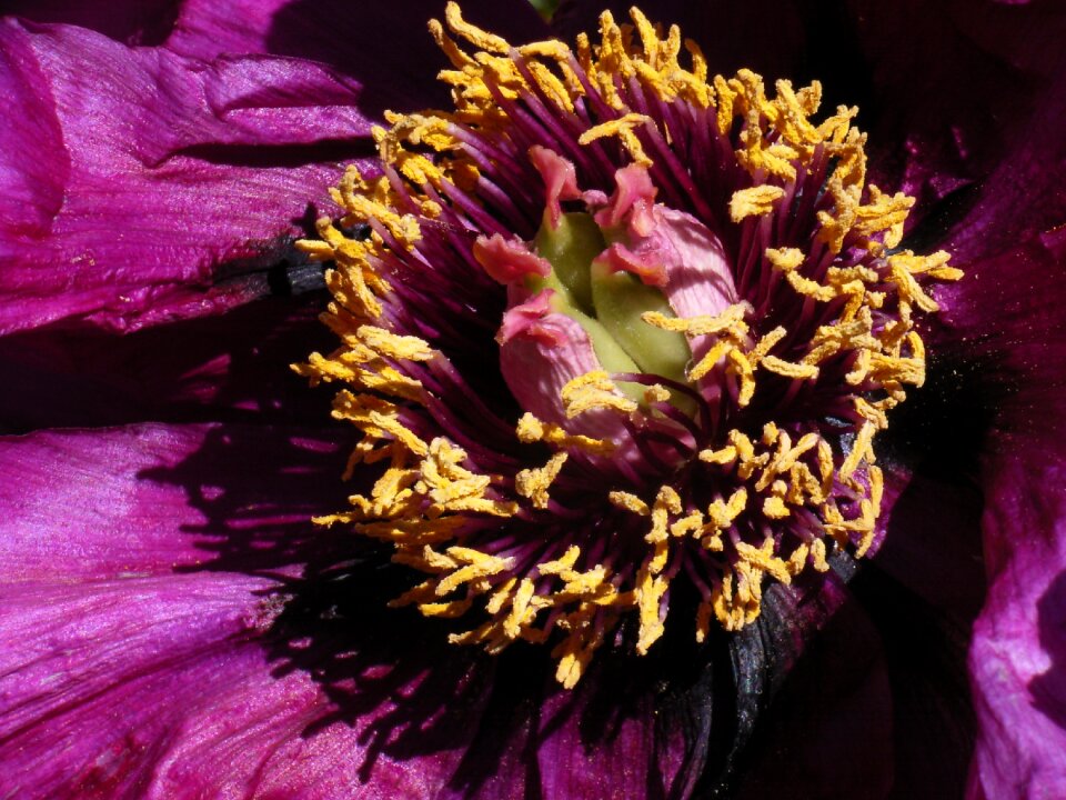 Purple macro close up photo