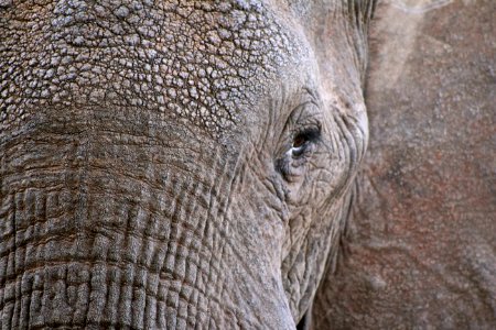 closeup photo of elephant face photo