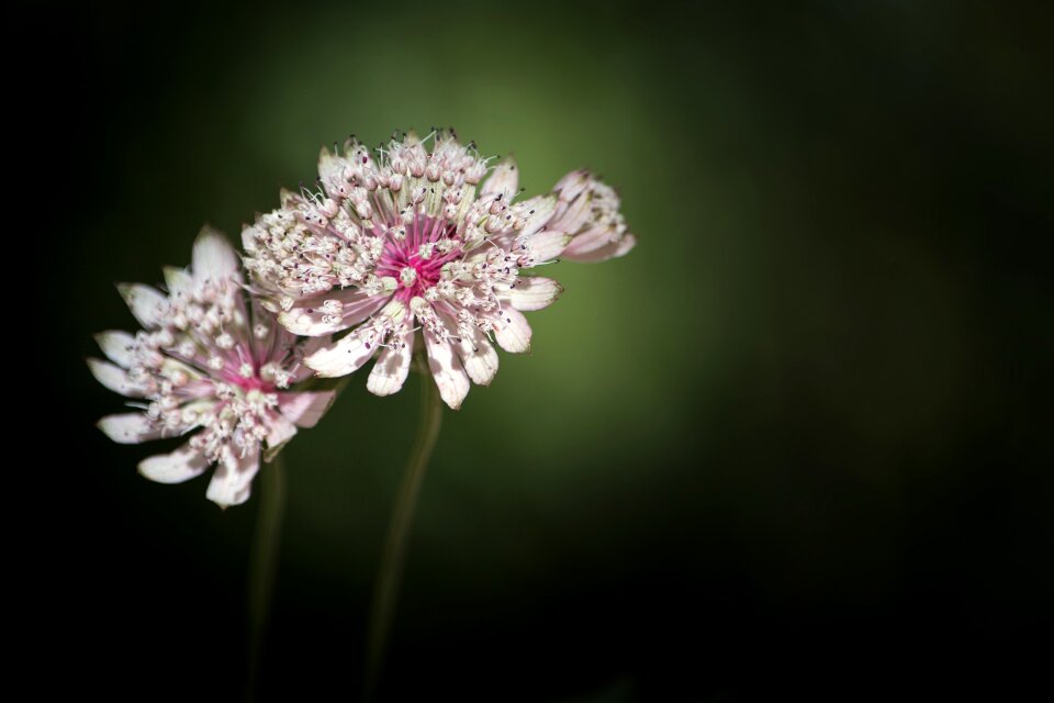 Flower forest flower pointed flower