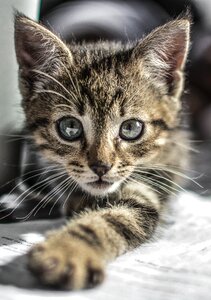 Pet animal kitty photo