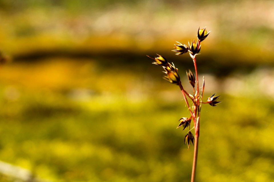 Macro, Bokeh, Green