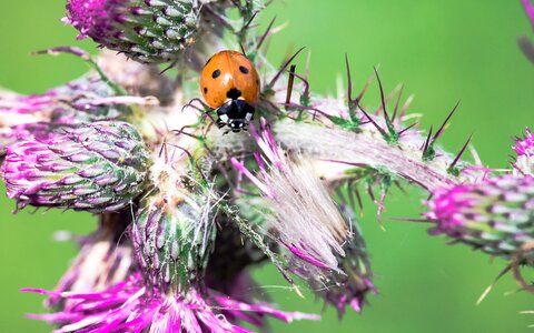 Siebenpunkt ladybird siebenpunkt elytron