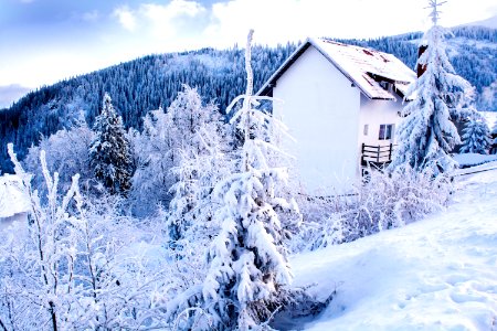 Statiunea straja, Romania, Trees photo