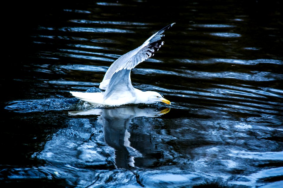white seagull flying above body of water