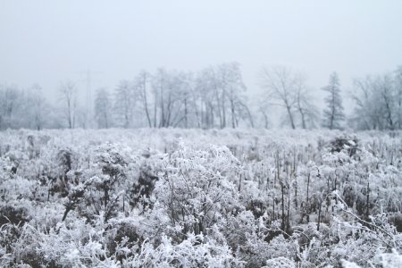 plant with snow