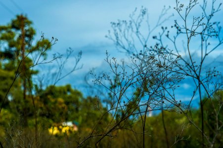 Masinagudi, India, Green