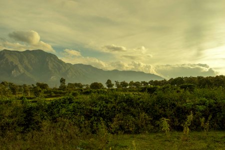 landscape photography of forest