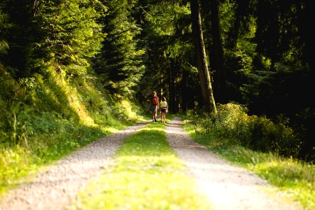 two person walking on pathway in between trees at daytime