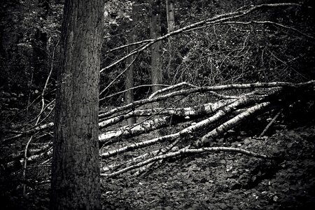 Landscape branch branches mood photo