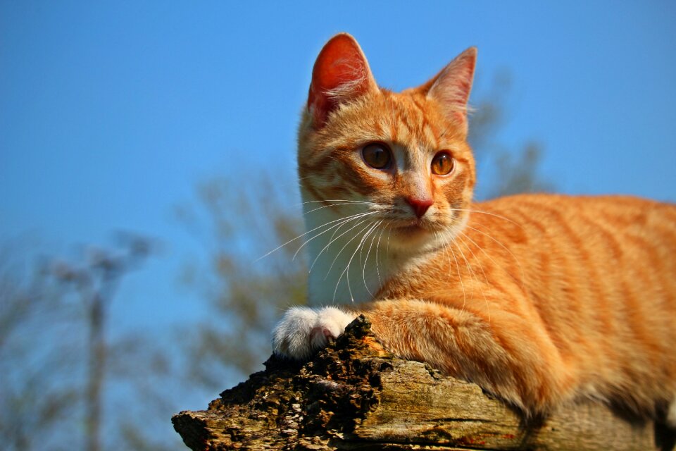 Red mackerel tabby red cat tiger cat photo