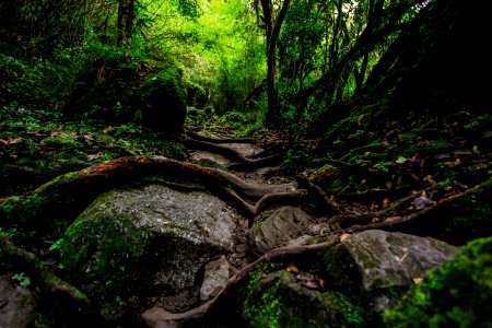 Nepal, Natura, Forest