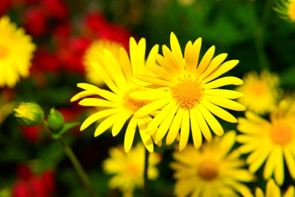 Yellow flowers spring filigree