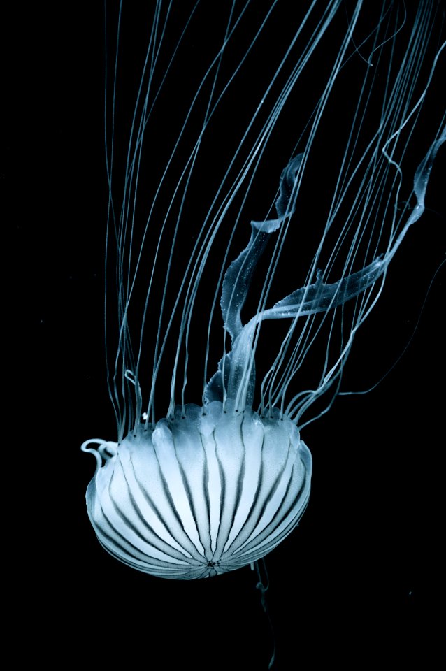 white jellyfish photo