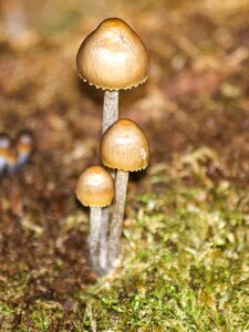 Forest autumn nature
