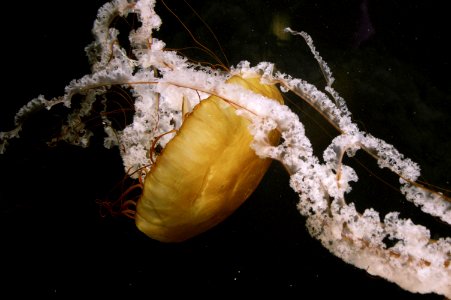 brown and white jellyfish photo