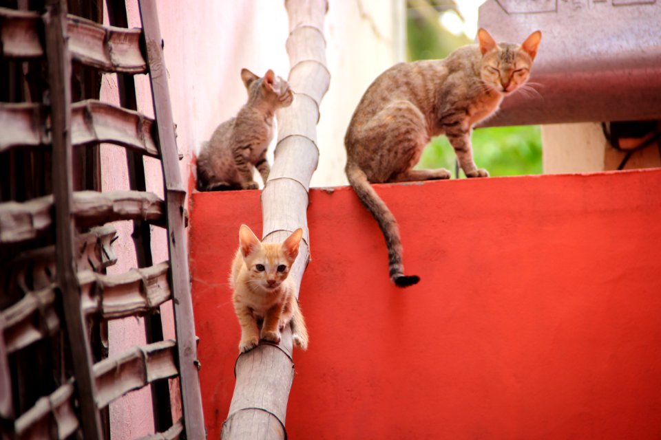 Tiruppur, India, Strips