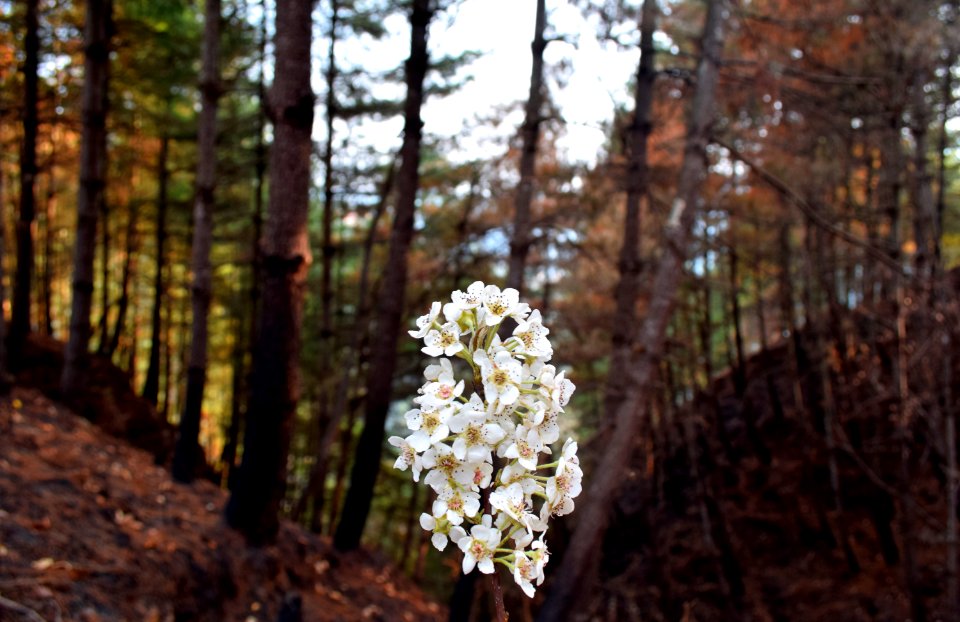 Kulekhani, Nepal, Blossom
