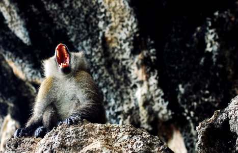 monkey near gray concrete wall during daytime photo