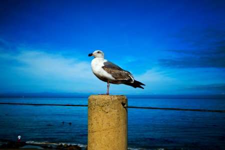Monterey, United states, Bird