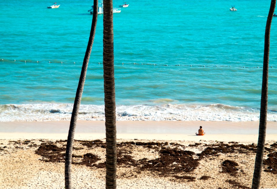 Water, Palm tree, Paradise