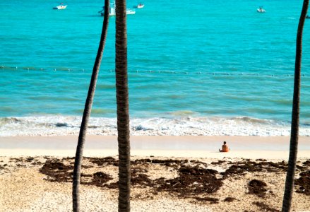 Water, Palm tree, Paradise