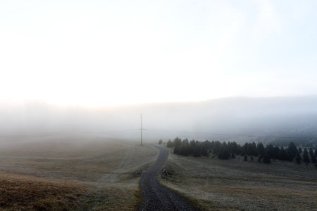 road near green leaf trees during daytime